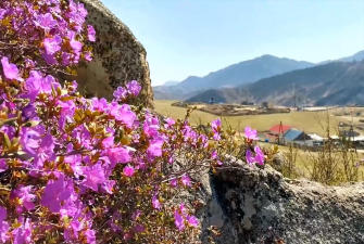 Цветение маральника на Алтае. Алтай весенний (5 дней + авиа, май 2023) ХИТ!