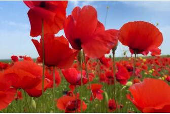 "Маковая феерия" в Стране Поющих Барханов (невероятная Калмыкия, с посещением Розового озера, Пагоды Семи Дней и маковых полей, 4 дня + ж/д)*