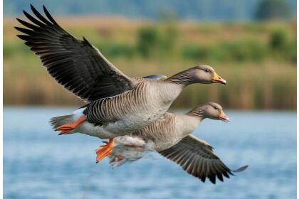 Гусиные истории Кологривского леса. (гусиный заказник «Кологривская пойма» - эко-ферма “Гусиная столица” с обедом из фермерских продуктов - Галич - лесной терем в Асташово - Сусанино с театрализованной прогулкой по Исуповскому болоту, 3дня + ж/д)*