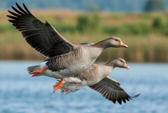Гусиные истории Кологривского леса. (гусиный заказник «Кологривская пойма» - эко-ферма “Гусиная столица” с обедом из фермерских продуктов - Галич - лесной терем в Асташово - Сусанино с театрализованной прогулкой по Исуповскому болоту, 3дня + ж/д)*
