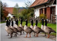 Галерея фото