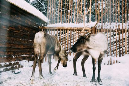 Новогодние праздники в Карелии 2026 ( 4 дня + ж/д)*
