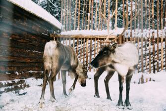 Новогодние праздники в Карелии 2026 ( 4 дня + ж/д)*