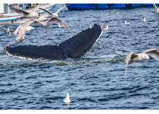 Галерея фото