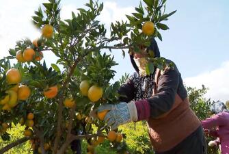 Море Чай и Мандарины (5 дней + авиа, январь - октябрь 2026)*