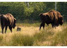 Галерея фото