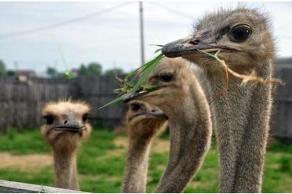 Приокско-террасный заповедник – страусиная ферма. "В гости к страусам и зубрам"