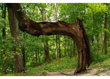 Галерея фото