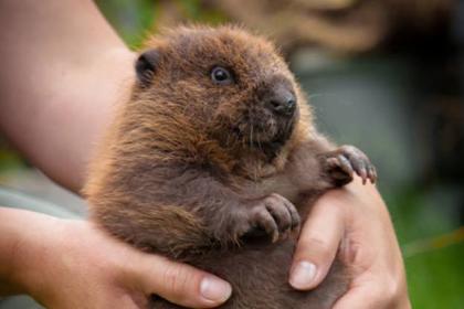 Дивногорский вояж (Воронеж – усадьба Лосевых-Шатиловых-Сталь фон Гольштейн - Королевский бобровый питомник - подземные монастыри Дивногорья, 2 дня + ж/д)