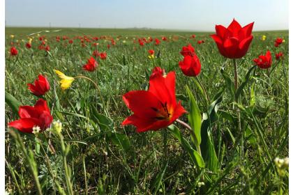Весенняя магия Калмыкии с выездом на тюльпановые поля (Астрахань-Элиста-Адык, 4 дня +авиа или ж/д)*