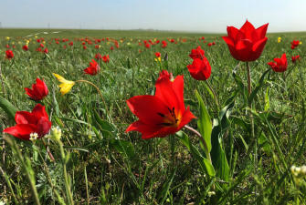 Весенняя магия Калмыкии с выездом на тюльпановые поля (Астрахань-Элиста-Адык, 4 дня +авиа или ж/д)*