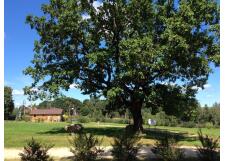 Галерея фото