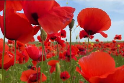 Алый букет Новгородских земель (Великий Новгород с театрализованной программой по Новгородскому Кремлю - фолк-рок-мюзикл «Садко» - фотосессия в маковых полях - Старая Русса  с экскурсией в дом-музей Ф.М. Достоевского - Иверский монастырь - Валдай с музеем колоколов, 3 дня +ж/д)