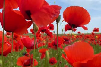 Алый букет Новгородских земель (Великий Новгород с театрализованной программой по Новгородскому Кремлю - фолк-рок-мюзикл «Садко» - фотосессия в маковых полях - Старая Русса  с экскурсией в дом-музей Ф.М. Достоевского - Иверский монастырь - Валдай с музеем колоколов, 3 дня +ж/д)