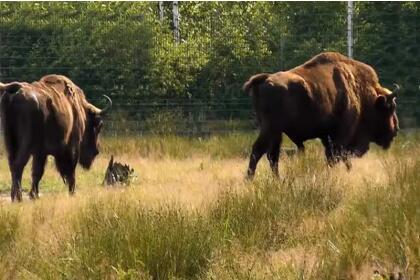 Путешествие в Брест и Беловежскую пущу ( 3 дня + ж/д, январь-декабрь 2026)