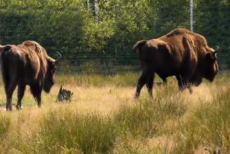 Путешествие в Брест и Беловежскую пущу ( 3 дня + ж/д, январь-декабрь 2026)