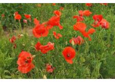 Галерея фото