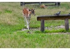 Галерея фото