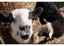 Галерея фото