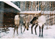 Галерея фото