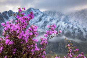 Цветение маральника на Алтае. Алтай весенний.(5 дней + авиа) ХИТ!