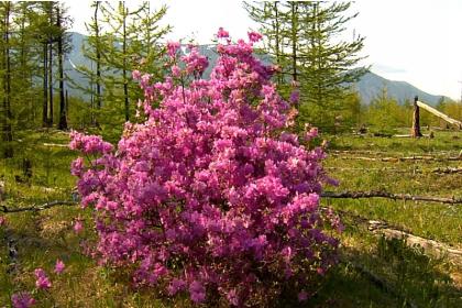 Цветение Багульника на Байкале (5 дней + авиа. Май-июнь 2023)*