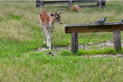 Путешествие в Брест и Беловежскую пущу ( 5 дней + ж/д, апрель-сентябрь 2026)*
