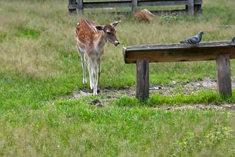 Путешествие в Брест и Беловежскую пущу ( 5 дней + ж/д, апрель-сентябрь 2026)*