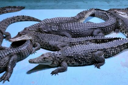 Ферма "Экодеревушка" – Коломна. "Улитка, крокодил да бабья доля"