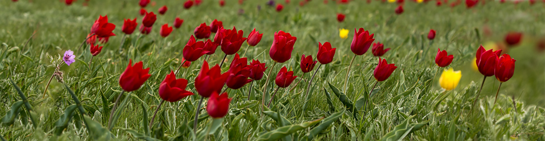 Весенняя магия Калмыкии